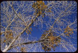 Cottonwood with mistletoe near Weldon, on Calif. 178