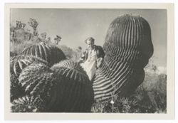 Item 0455. Various similar shots of Eisenstein leaning against or seated on a tall, round cactus in clump of shorter, barrel-shaped cacti.