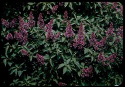 Lilac Thorn Hill- Arb. W.