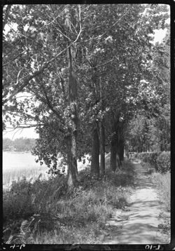 Pathway through woods, with figures, Lake Wawasee country