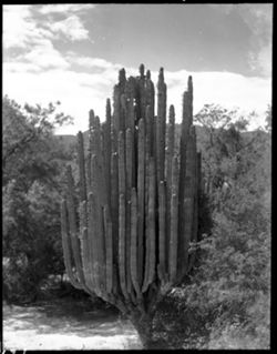 Organ cactus on trip to Oaxaca (near railroad)