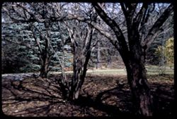 Path under Hawthorns, Thorn Hill Arboretum W.