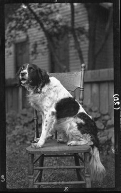 "Fritz" on chair, Sept., 1906, 3 p.m.