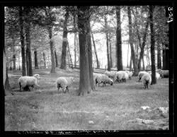 Sheep in yard, on trip to Bremen from Plymouth