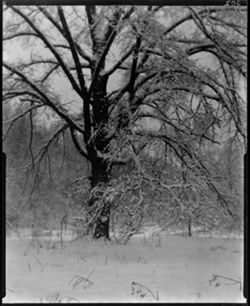 Hardin Holler, large elm in winter
