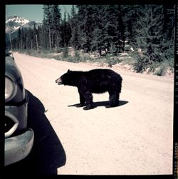 Bear on road, looking at car