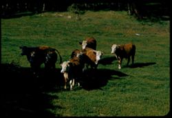 Herefords in pasture near pardee reservoir