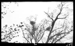 Heron nests