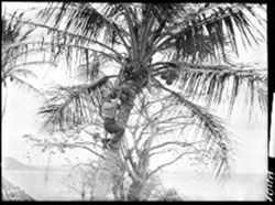 Up a coconut palm, Panama, face of man showing, Mr. Keyser