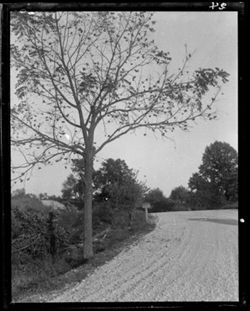 Tree with walnuts, near Brown-Monroe line, beyond Unionville