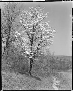 Dogwood tree in bloom near riding stables, State Park (best negative) (orig. neg.)