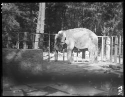 Elephant in Chapultapec Zoo