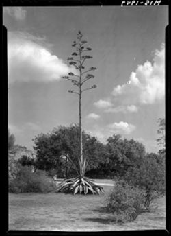 Century plant at San Jose Mission, San Antonio