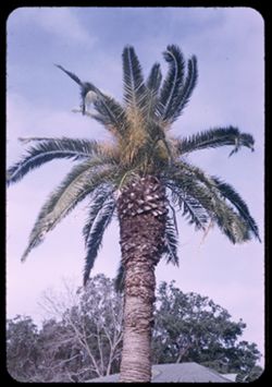 A single palm with a bit of yellow- Gulf coast, Biloxi, Miss
