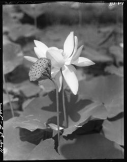 Egyptian lotus at gardens of miller at Burlington