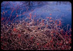 Tangled shrubs Lake Marmo = Arb. W.