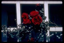 Dark red roses Indio