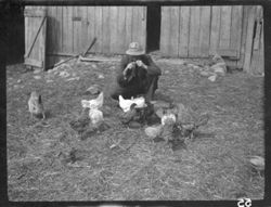 Hohenberger feeding chickens at Swain's