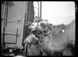 Camels' heads close range, circus day