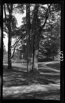 Tree at Spring, May or June, 1910, no data (2 copies)