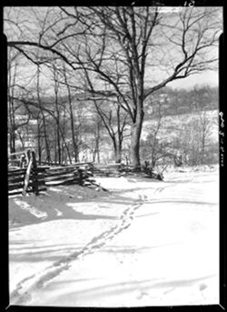 Large tree and fence from front of Wells cabin, path showing