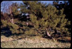 Pinus Nigra Austriaca. Arb.E.