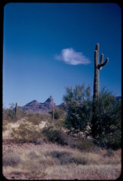 Tall cactus with strange peak of Ajo mountains in background. Southern Arizona south of Ajo