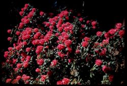 Bank of dark pink Rhododendron. Golden Gate Park.