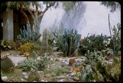 Cactus garden San Miguel Mission