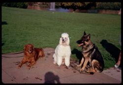 D'oro, poodle, and German Shepard Sunday morning O & S C.W. Cushman