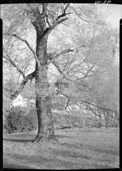 Wild cherry tree, Snodgrass east front yard