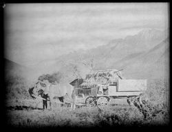 Team of horses, driver, close to thatched hut, Sierra Madre Mts.