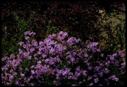 Lilac bush at Anderson creek Boonville Mendocino county Contax IIa