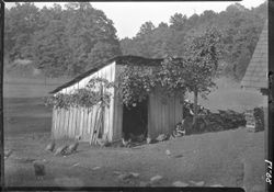 Chickens and shed, Yoder house