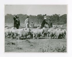 Journalists walking with sheep