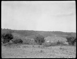 Panorama of Douglass orchard