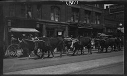 Oxen in parade, May 6, 1911, 11 a.m.