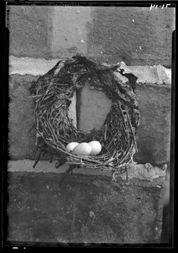 Chimney swift nest--Mary Gravis home