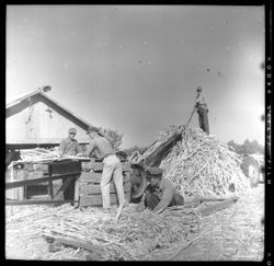 Four farm workers with stationary thresher