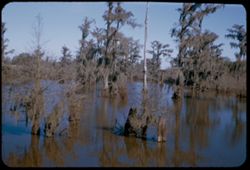 Bayou scene on road to St. Martinville Louisiana's Evangeline country