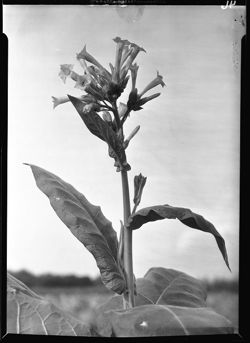 Tobacco raising, etc., Lon Weddle's