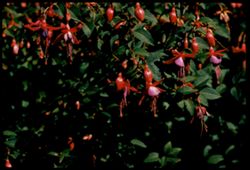 Chilean Fuchsia Strybing Aroboretum