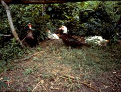 Muscovy ducks