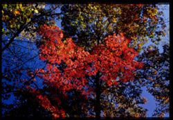 Dogwood Leaves in Fall Posey County, Indiana Cushman