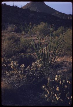 Ocotillo in Vulture Mtns. late evening SW of Wickenberg, Ariz.