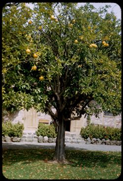 Pomelo citrus grandi from South Asia + Malaya in yard of Vallejo house. Sonoma, Calif.