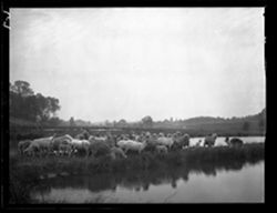 Sheep on levee at fish ponds