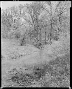 Creek scene near the Child's place, Helmsburg road, 1948 (orig. neg.)