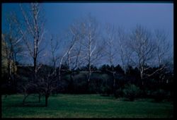 Silver Poplars- Arb. E.