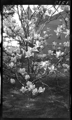 Closeup of Magnolia blossoms, Ft. Wayne
